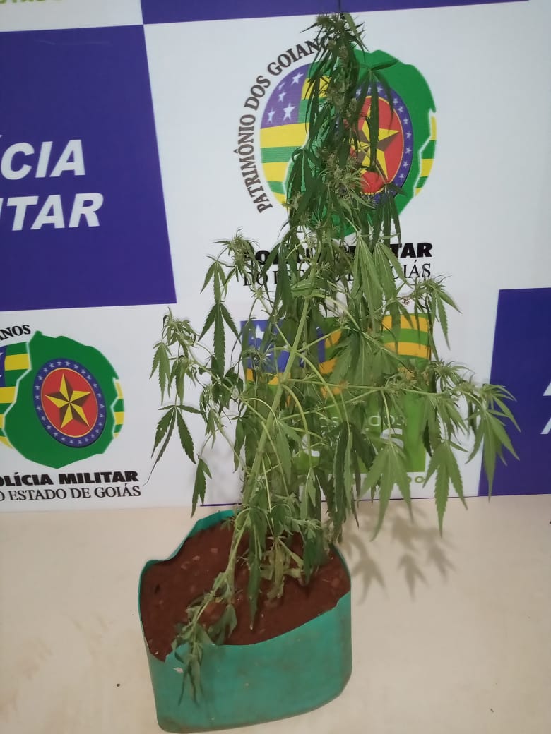 Jornal Somos Após denúncia PM apreende plantação de maconha no