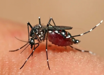 Brasil registra 1.601 mortes por dengue em 2024