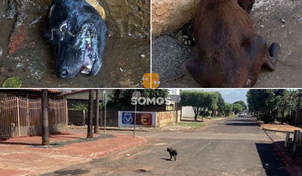 Bombeiros resgatam cachorro preso em cano, em Quirinópolis