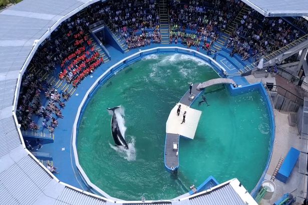 Jornal Somos - Após 52 anos em cativeiro, orca atração do SeaWorld será ...