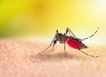Órgão internacional alerta sobre recorde de casos de dengue na América Latina