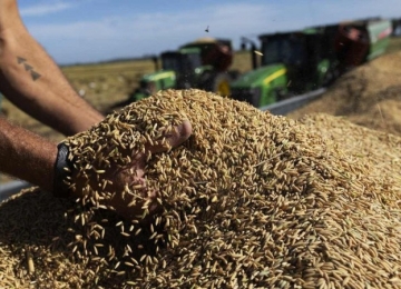 Após suspeitas de irregularidades, Governo Lula suspende leilão de arroz importado