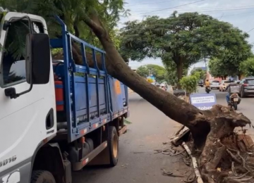 Árvore tomba e cai em cima de caminhão de gás na Avenida 75, no bairro Popular