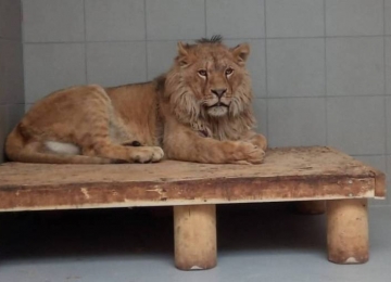 Animais são resgatados da Ucrânia e levados para zoológico da Polônia