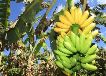 Goiás entra no ranking dos 10 maiores produtores de banana do País
