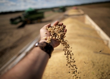 Alíquota para importação do milho e da soja são suspensas pelo governo até o fim do ano