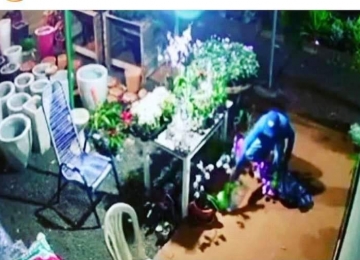 Polícia Civil prende homem que furtou orquídeas em Rio Verde e trocou por drogas