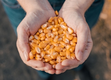 Pequenos produtores terão acesso a milho comprado pela Conab por meio do Programa de Venda em Balcão