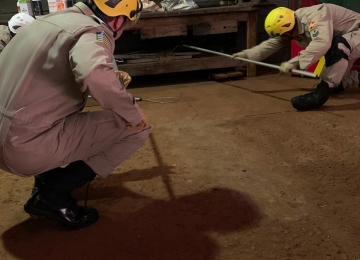 Bombeiros resgatam gato-do-mato em Rio Verde