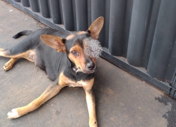 Em Rio Verde, após cadela ser atropelada e dono não prestar assistência, homem é preso por maus tratos