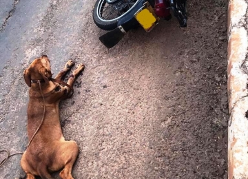 Policiais de folga prendem idoso arrastando cadela em moto