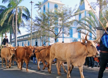 Desfile de Carros de Bois de Trindade pode virar patrimônio histórico e cultural de Goiás