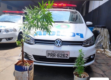 Polícia prende homens com plantas de maconha no Bairro Primavera de Rio Verde