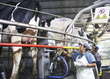 ILC de -1,67% no mês de outubro, aponta queda nos preços de insumos que compõem os custos de produção da pecuária leiteira de Goiás