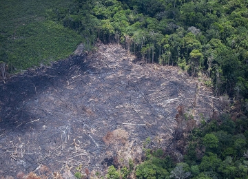 Alertas de desmatamento crescem 5,42% na Amazônia no mês de outubro 