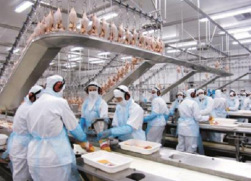 Carne de frango goiana está entre os produtos exportados para o Catar