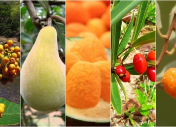 Projeto que regulamenta frutos nativos do cerrado é aprovado por unanimidade