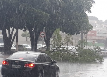 Chuva com vento derruba árvores em Rio Verde