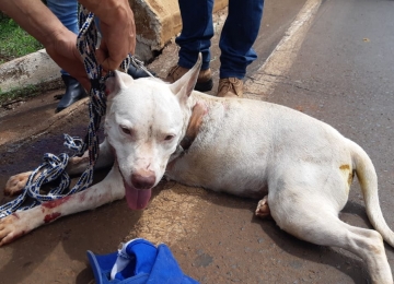 PRF resgata cadela atropelada na BR 060 em Rio Verde