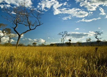 Cerrado é essencial para evitar racionamento de água e energia no Brasil 