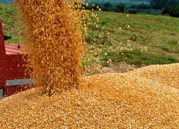 Abertura Estadual da Colheita de Milho acontece em Jataí na próxima semana