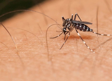 Ação Goiás contra o Aedes inicia nesta quarta-feira (17) em todo o estado