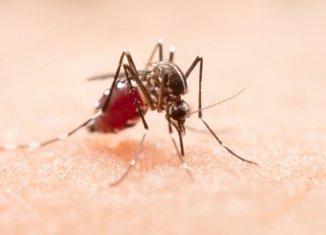 Secretaria de Estado da Saúde de Goiás alerta população para que os cuidados contra o Aedes aegypti se intensifiquem