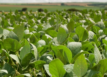 Agrodefesa alerta sobre última semana para plantio de soja em Goiás