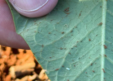 Agrodefesa monitora a mosca-branca em lavouras de feijão em Rio Verde e outras cidades de GO