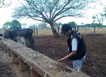 Faeg reforça orientação ao produtor a não usar cama de frango na alimentação de ruminantes em Goiás
