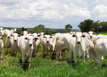 Agrodefesa confirma morte de cinco bovinos por raiva em Goiás