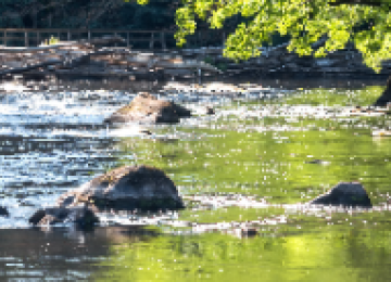 Alerta para atividades de repovoamento de espécies aquáticas em rios e lagos goianos