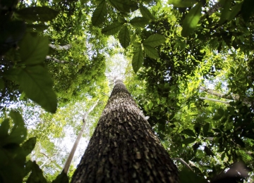 Alertas de desmatamento na Amazônia batem recorde para fevereiro