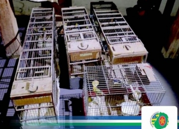 Batalhão Ambiental faz duas apreensões de aves irregulares em Rio Verde