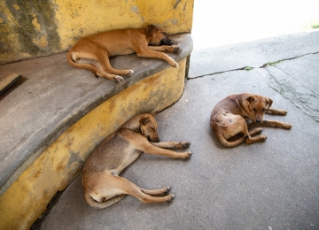 ANIMAIS ABANDONADOS: ENTRE O ABANDONO REAL E A CARIDADE DE VITRINE