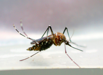 A LUTA CONTRA A DENGUE: UM CHAMADO À AÇÃO