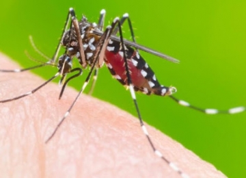 Primeiro caso do Brasil de cepa distinta da dengue é registrado em Goiás