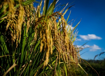 Produção de arroz cresce quase 9% em Safra 2020/2021 em Goiás