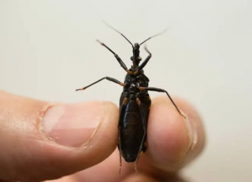 SILENCIOSA, NEGLIGENCIADA E PERSISTENTE: ASSIM PODE SER DEFINIDA A DOENÇA DE CHAGAS