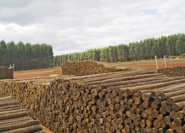 Rio Verde torna-se segundo maior produtor de lenha de eucalipto no Brasil
