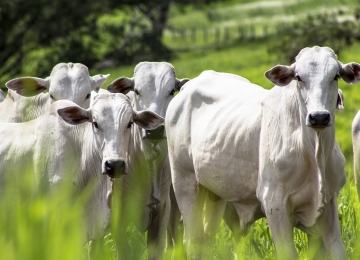 Levantamento de IBGE traz que rebanho bovino cresceu 3,5% em Goiás e Rio Verde é 2º em produção suína