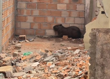 Bombeiros resgatam capivara em lote urbano e devolvem animal à natureza em Itumbiara