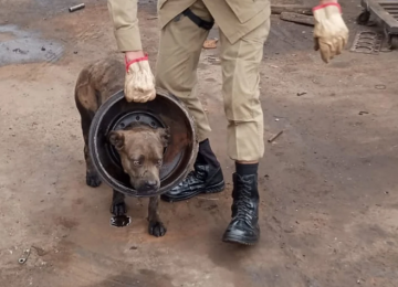 Bombeiros salvam cadela presa em roda de caminhão em oficina de Aparecida de Goiânia