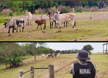 BPM Rural recupera gado furtado no Sudoeste goiano