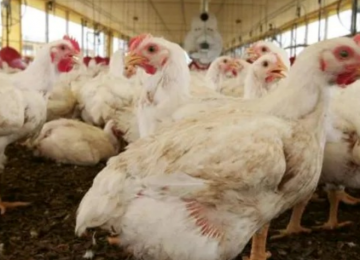 BRF abate 74 mil aves em ação preventiva após foco de gripe aviária em Goiás