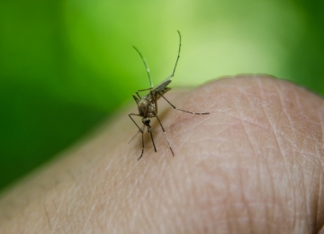 Goiás inicia campanha contra o Aedes aegypti