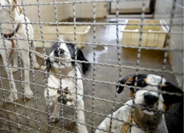 Câmara aprova fim dos testes em animais para cosméticos e produtos de higiene