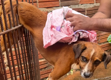 Cão aventureiro fica preso no portão e precisa ser resgatado, em Jataí