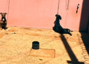 Cão é encontrado morto enforcado em Jataí; tutor é preso em flagrante