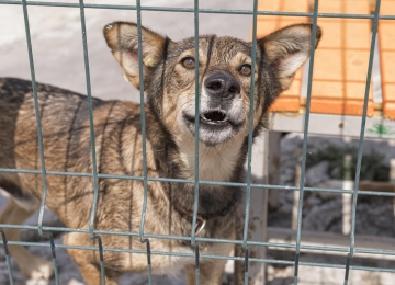 Descuido faz cão de tutor ferir pedestre no Setor dos Funcionários, em Rio Verde